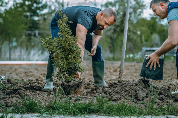 The Steps Involved in Our Tree Care Process in Huntsville, AL